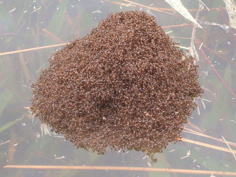 Fire_Ants_on_water