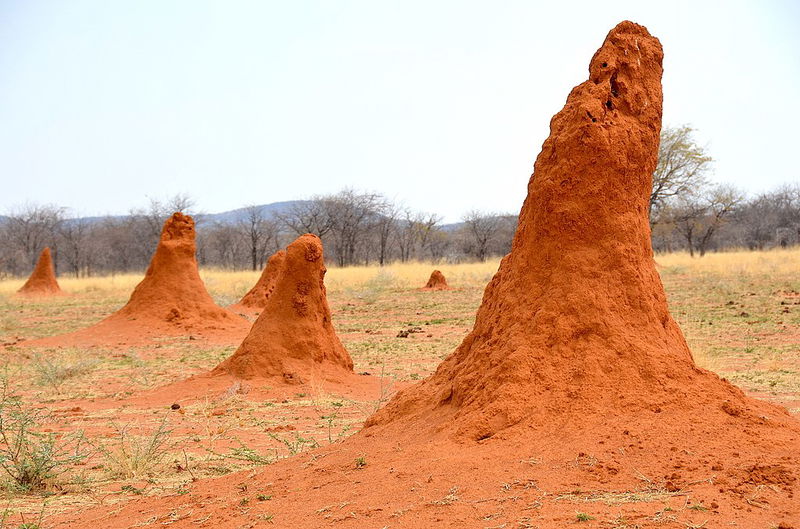 Termitenh__gel_Namibia