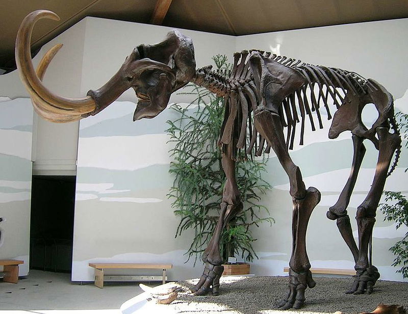 Mammoth_Skeleton__2_