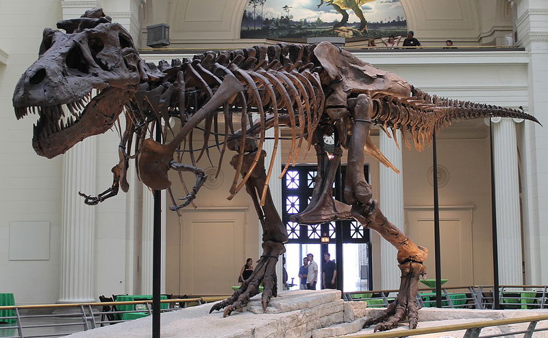 Most_Complete_T-Rex_Skeleton_2