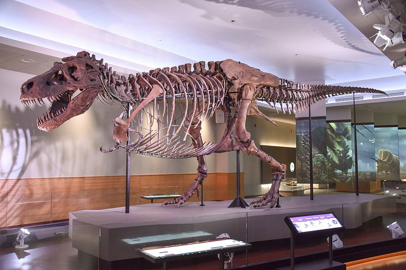 Most_Complete_T-Rex_Skeleton_1