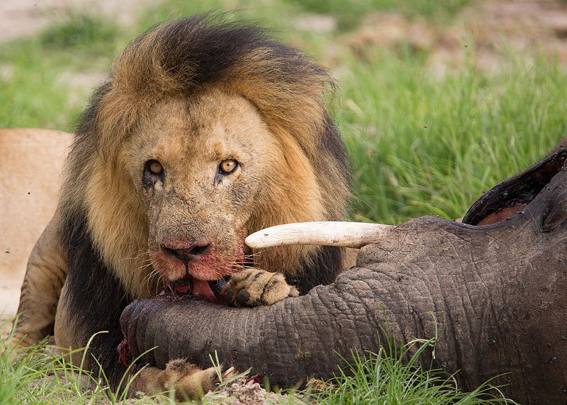 lion_attacking_elephant