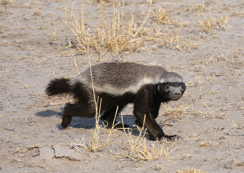 honey_badger