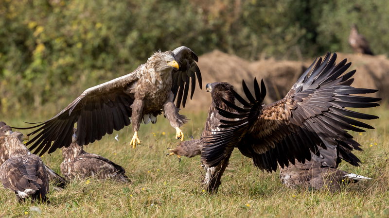 Fighting_white-tailed_eagles__Haliaeetus_albicilla___2_