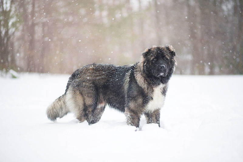 caucasian-shepherd-dog