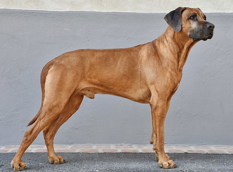 Rhodesian_Ridgeback