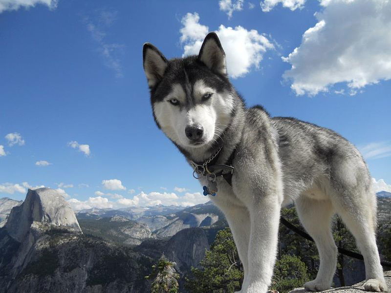 Siberian_Husky_with_Blue_Eyes