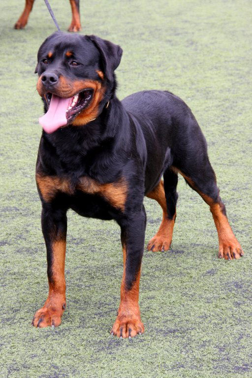 _01__Rottweiler_5830118718_ce2570e348_o