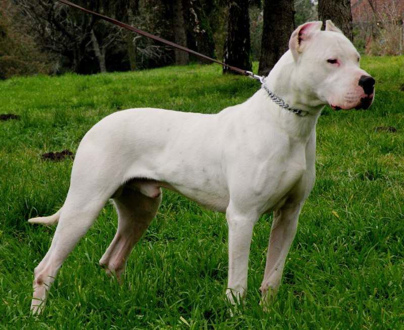 Dogo-argentino-06