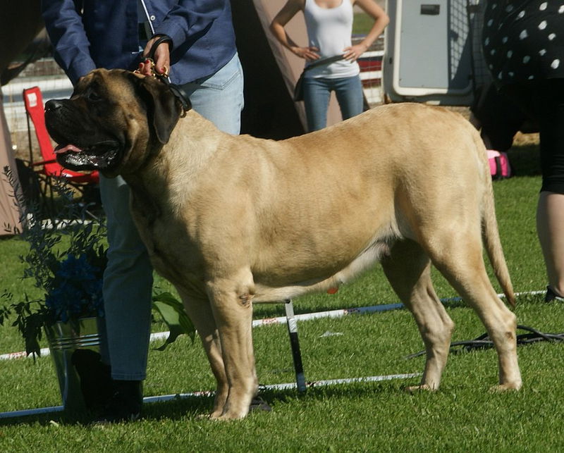 English_Mastiff