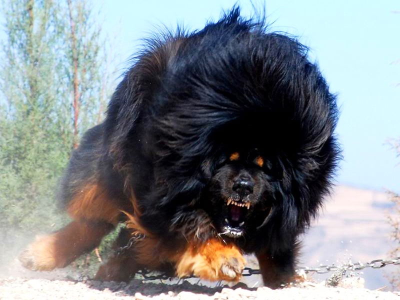 Angry-tibetan-mastiff