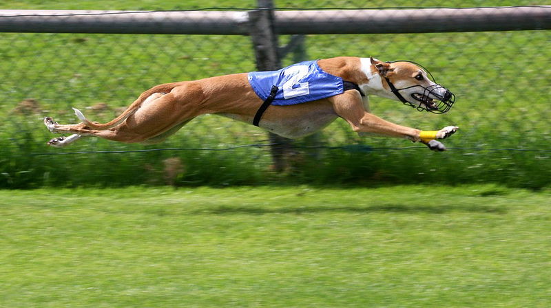 Greyhound_Racing