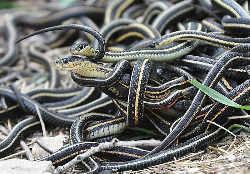 garter snakes mating frenzy