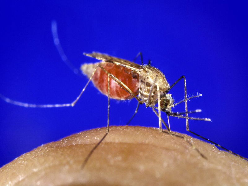 Anopheles_gambiae_mosquito