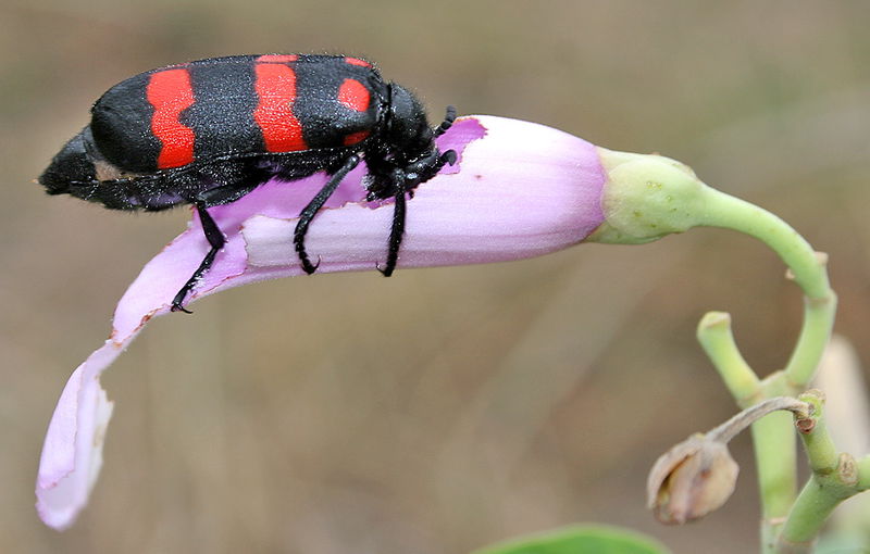 Orange_Blister_Beetle