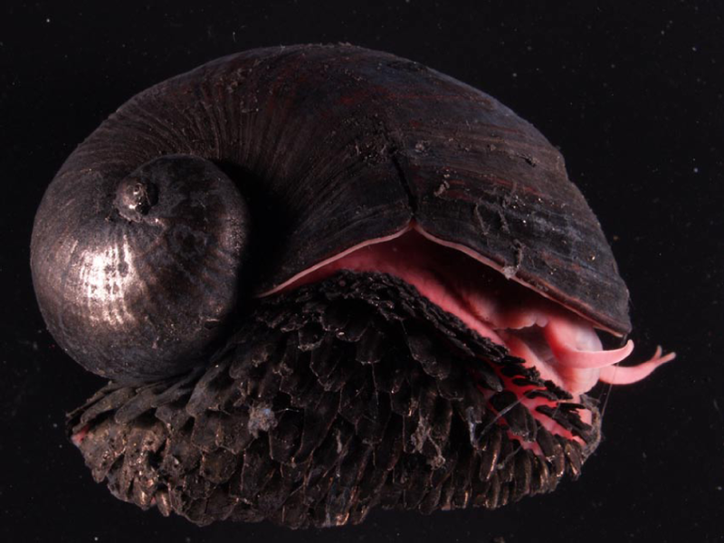 scaly_foot_snail