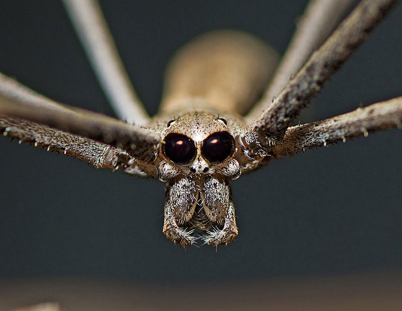 Ogre-faced_spider