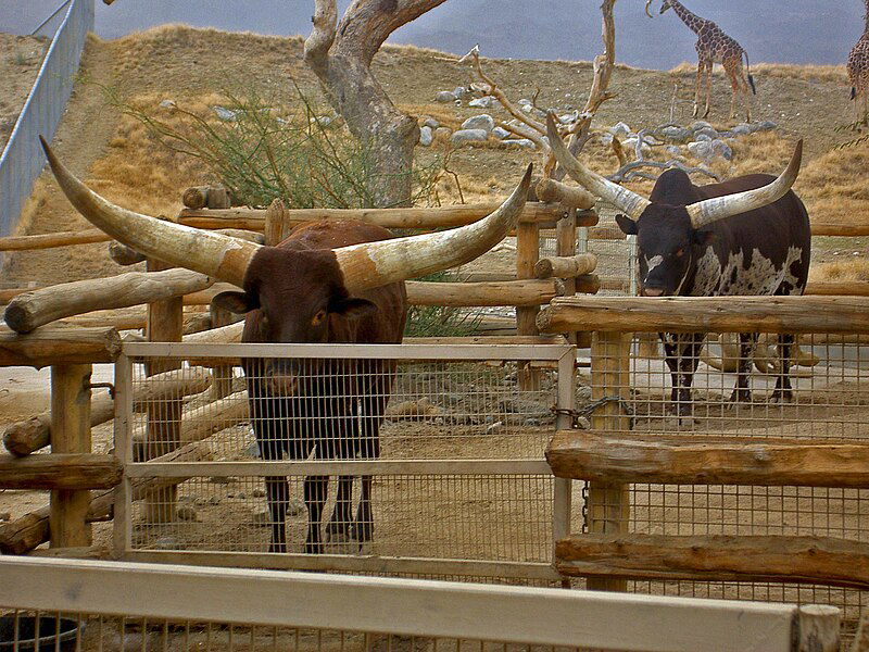 Ankole-Watusi-cattle