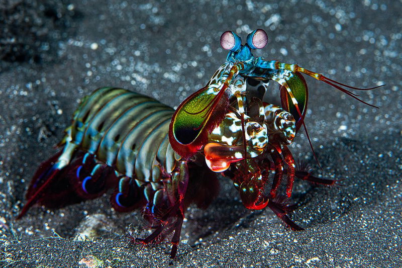 mantis_shrimp