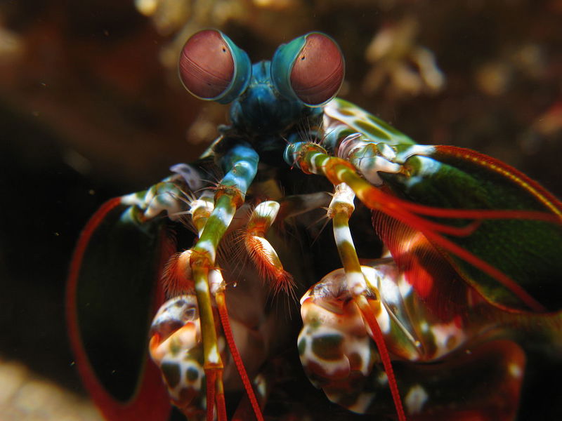 mantis_shrimp_eyes