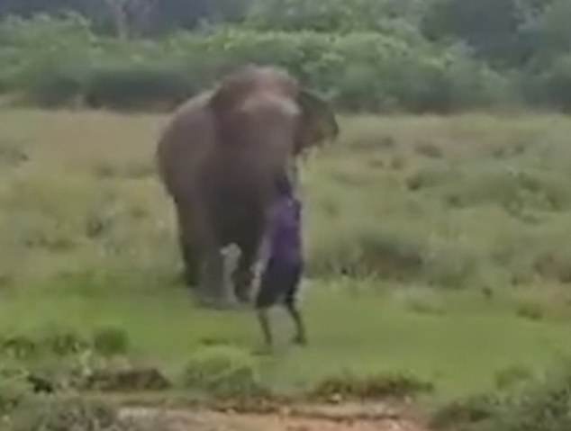 How_To_Hypnotise_An_Elephant