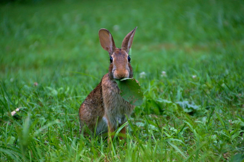 rabbit-eating-leaf