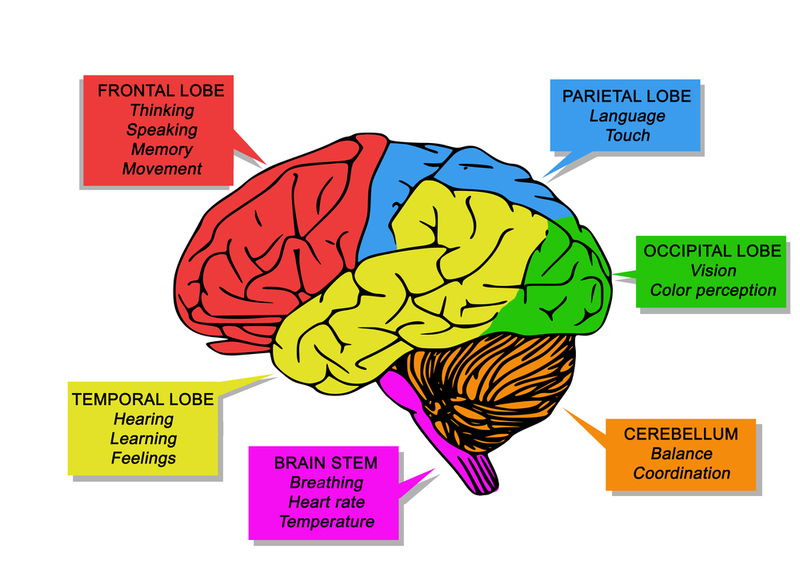 human_brain_functions