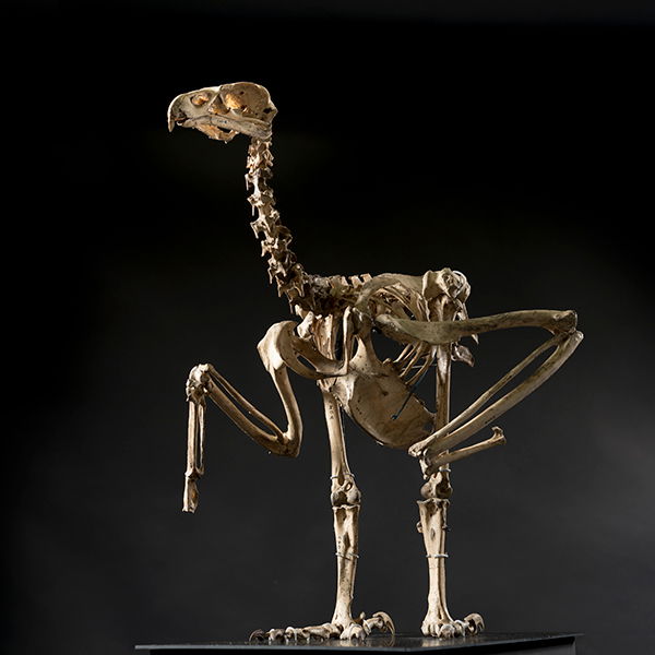 haast-eagle-skeleton