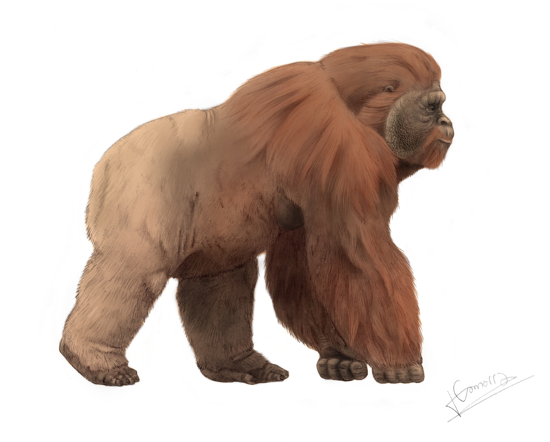 Gigantopithecus_Blacki