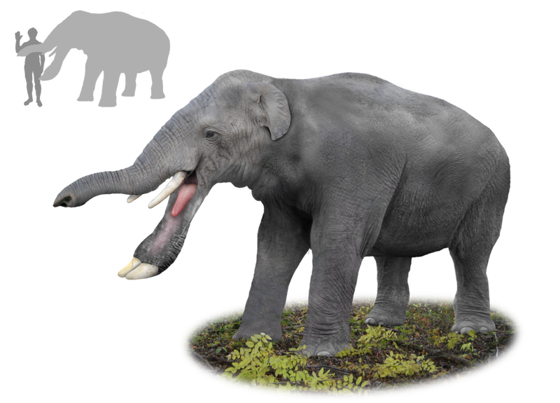 Platybelodon