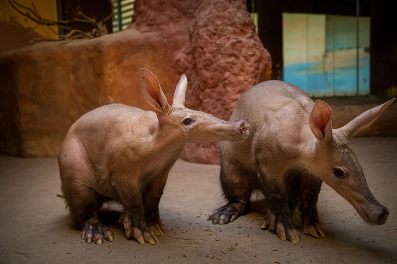 20._Aardvark_Cubs