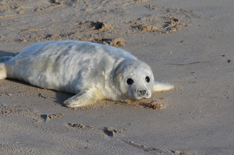 16._Grey_Seal_Pups