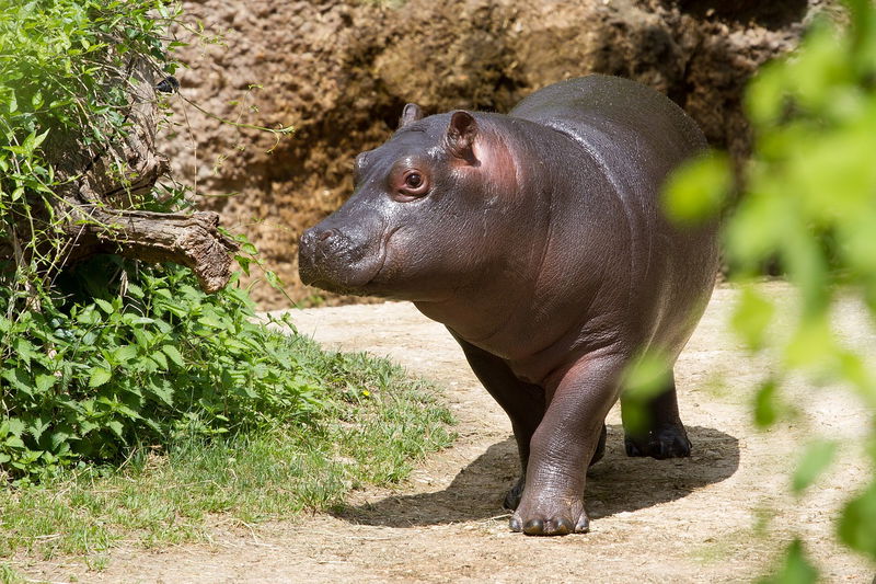 14._Hippo_Calves_