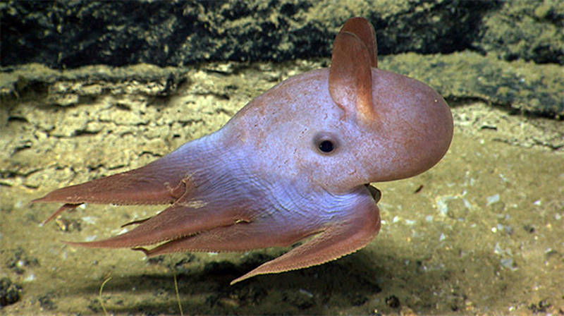 11._Dumbo_Octopus