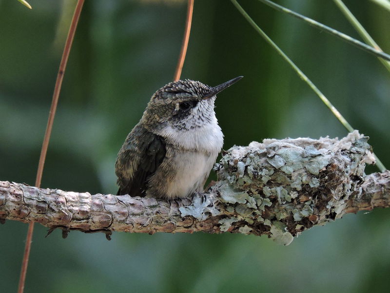 7._Hummingbird_Chicks_