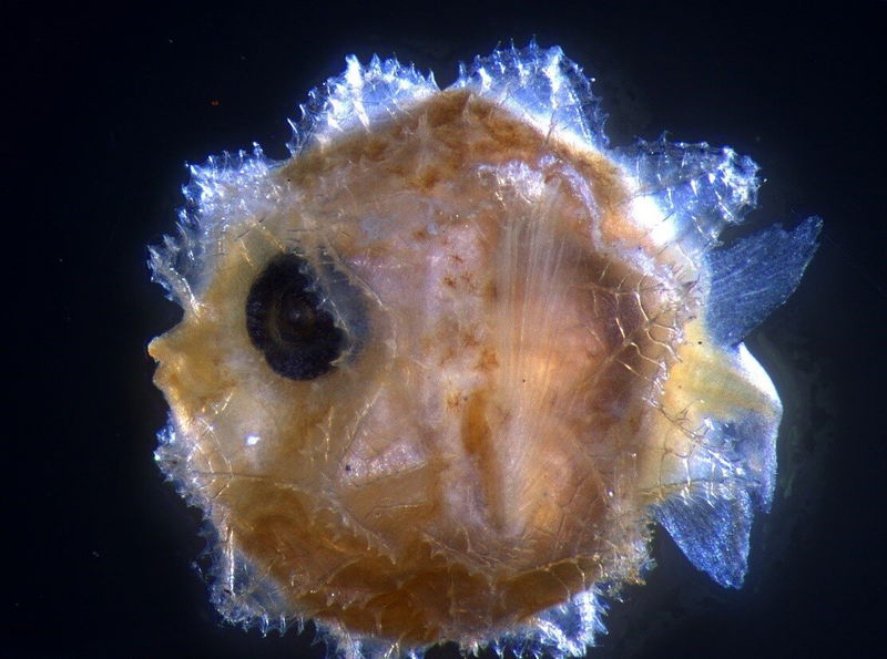 5._Larval_Sunfish