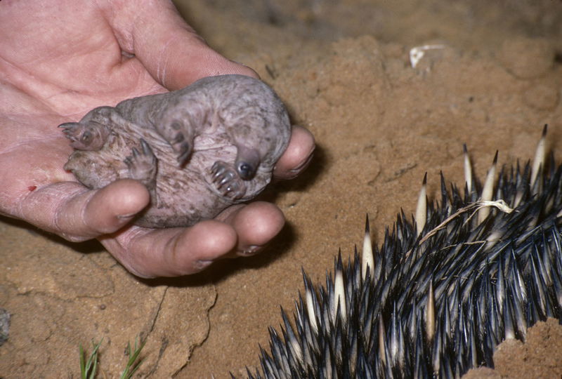 Tachyglossus_aculeatus_baby_Museums_Victoria