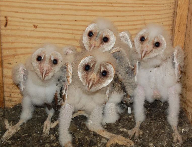 3._Adolescent_Barn_Owls