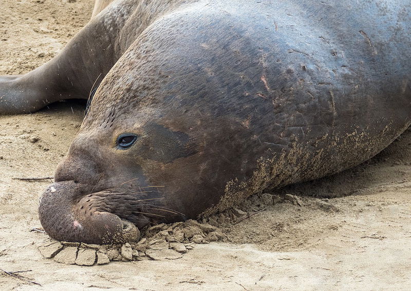 Elephant_seals