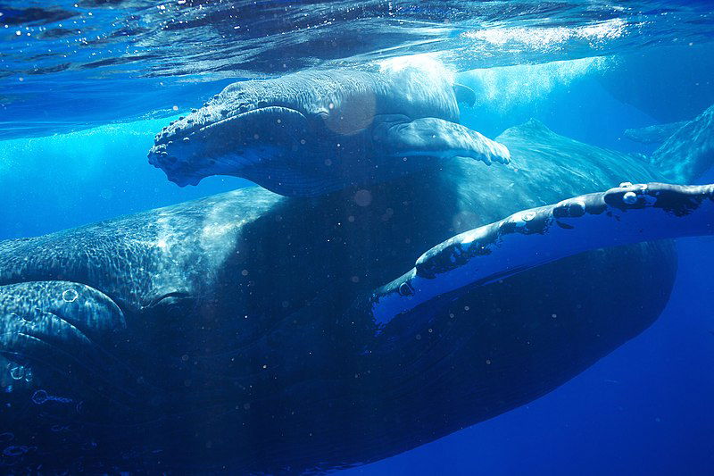 HIHWNMS_-_humpback_whale_and_calf__30550424163_