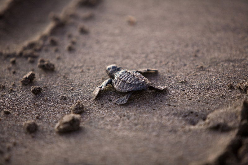 sea-turtle-baby