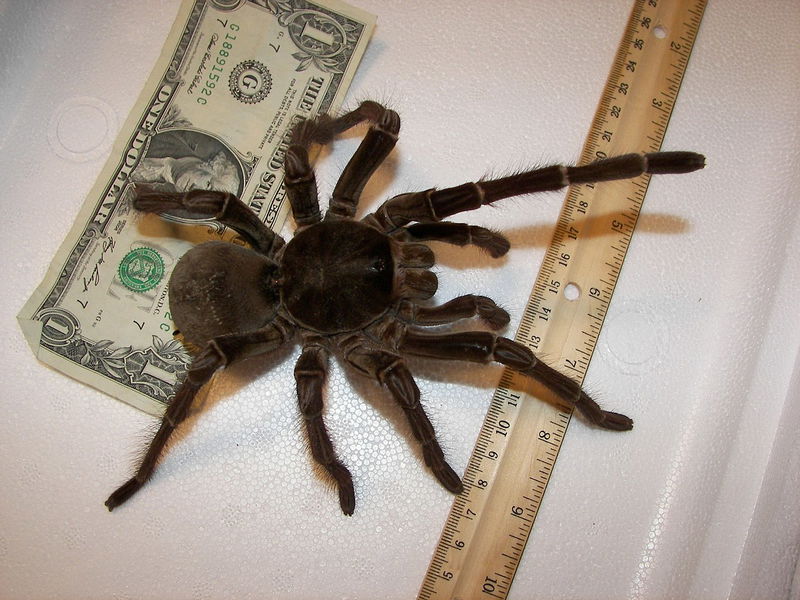 Goliath_birdeater