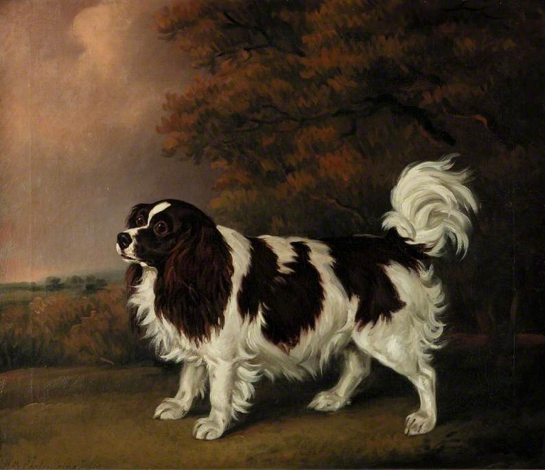 Cavalier_King_Charles_Spaniel_