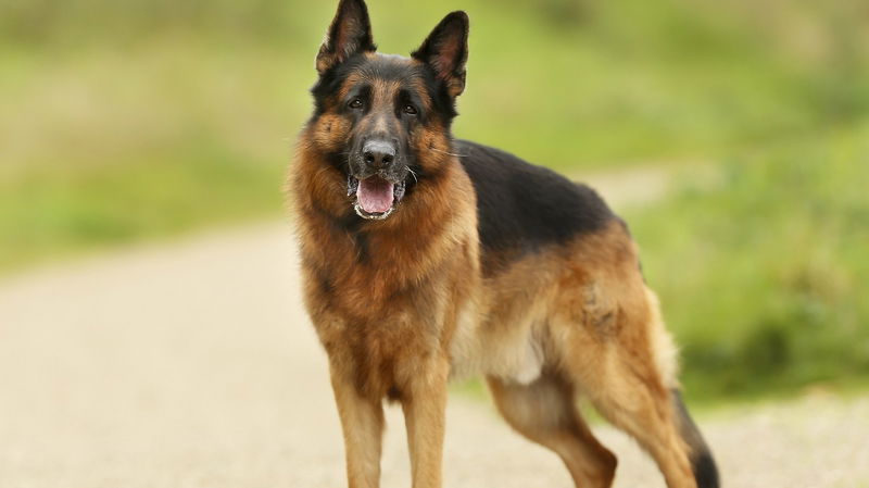 German_Shepherd_1