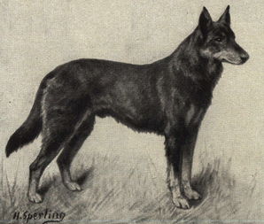 German_Shepherd