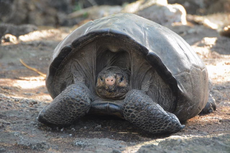 Number_9._The_Fernandina_Island_Tortoise