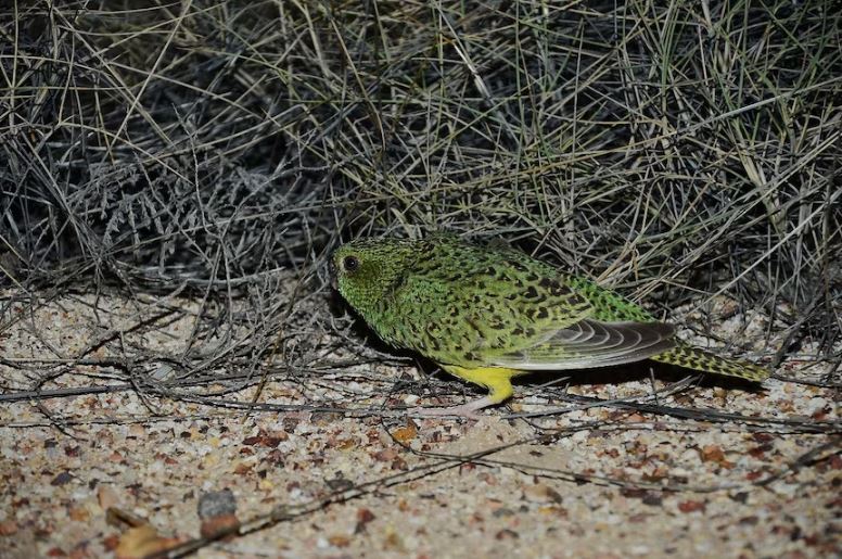 Number_8._The_Australian_Night_Parrot_1