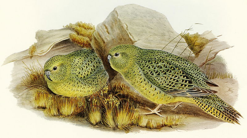 Number_8._The_Australian_Night_Parrot_