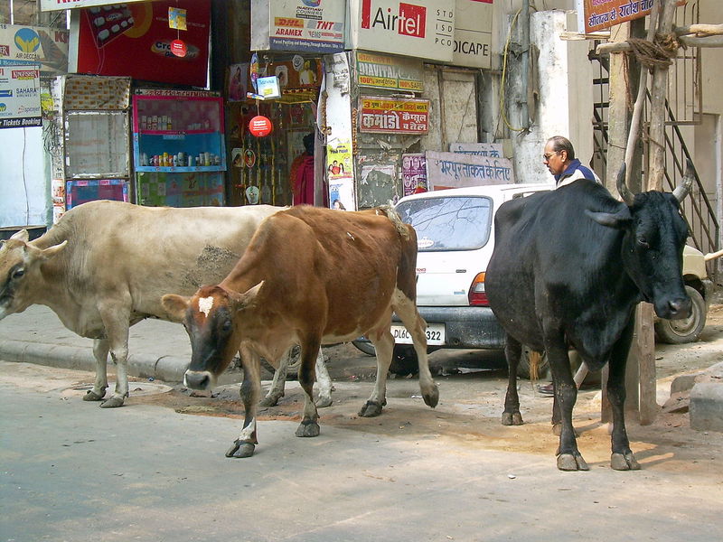 cows_hanging_out_on_the_road