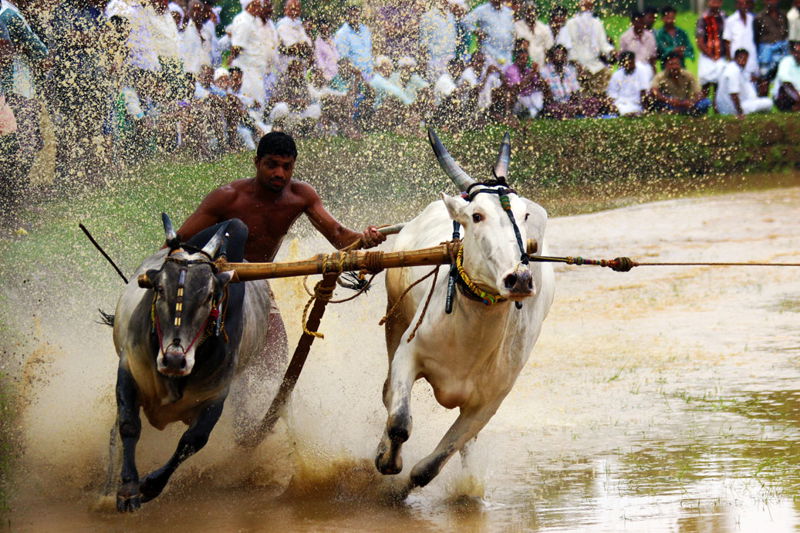 KeralaBullSurfing